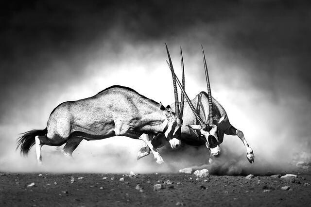 Lõuend Antelopes