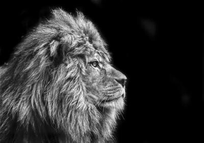 Lõuend Lion