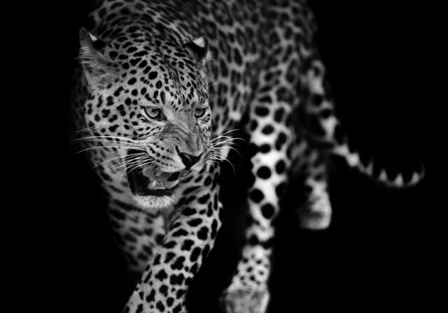 Lõuend Leopard
