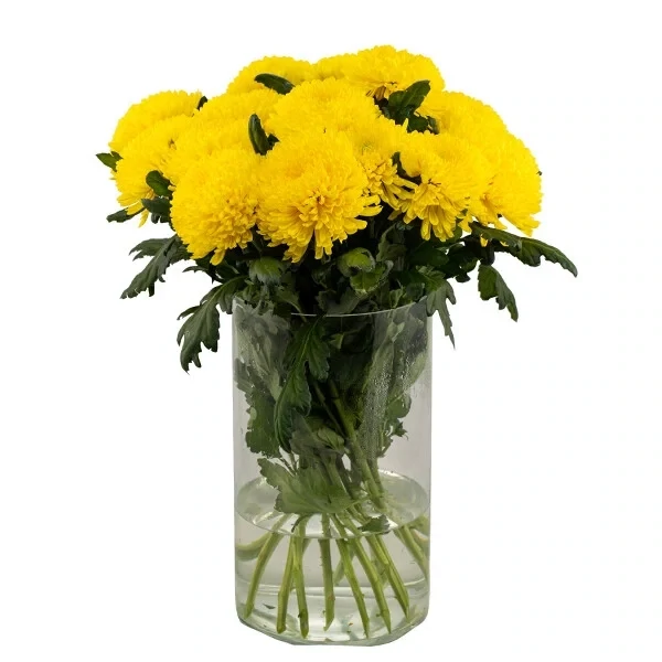 Kollased krüsanteemid