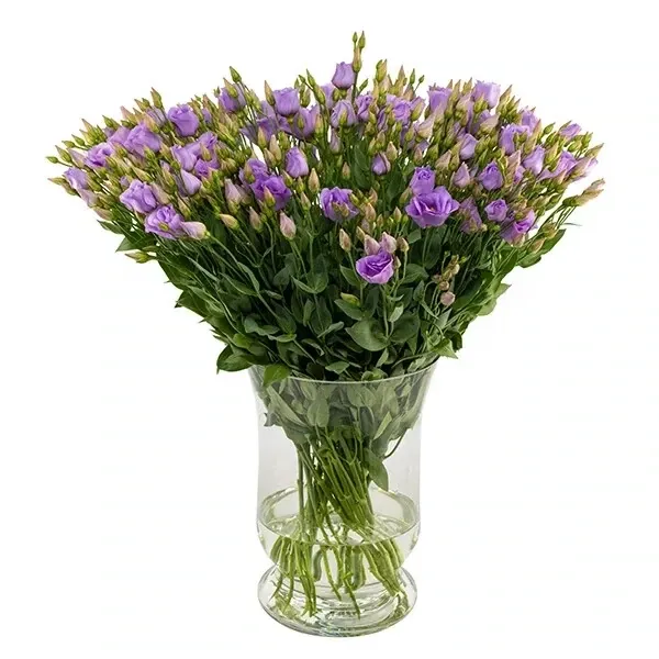 Lillad preeriakellukesed