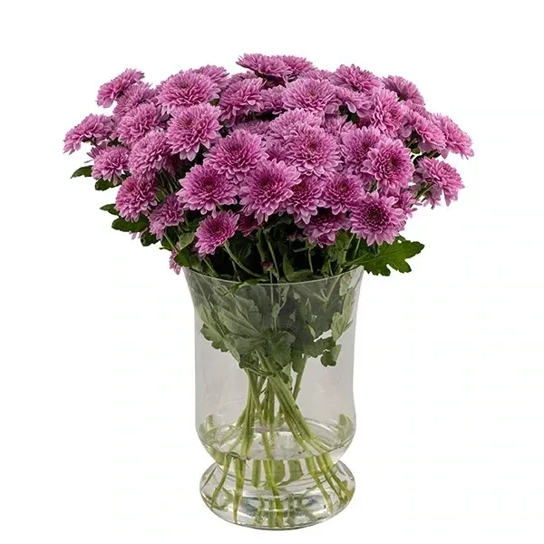 Lillad oksakrüsanteemid