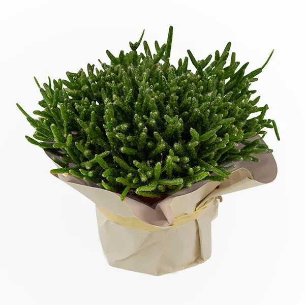 Rhipsalis