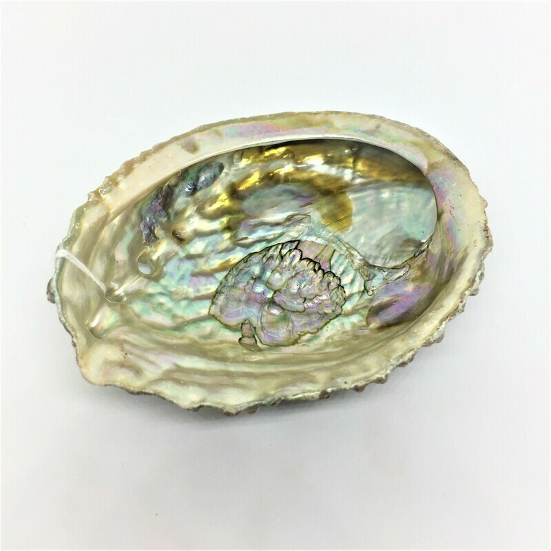 Abalone Shells