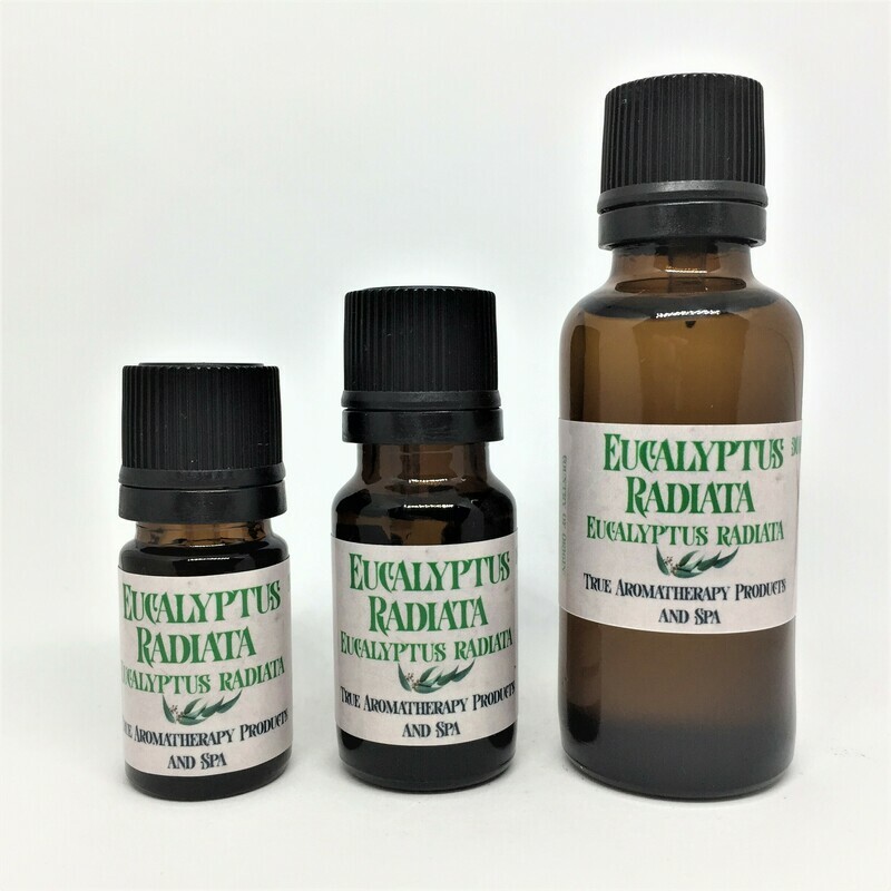 Eucalyptus Radiata