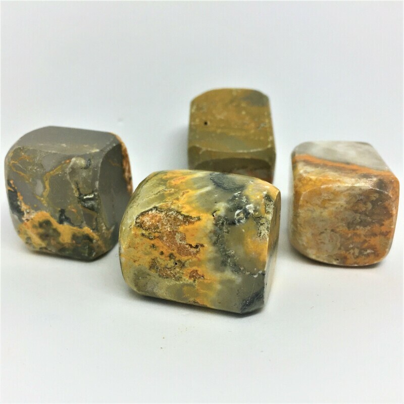 Bumblebee Jasper