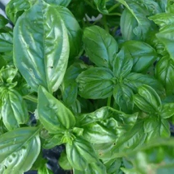 Basil Infused Olive Oil