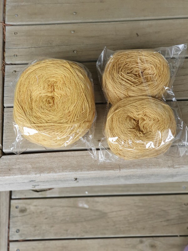 Eucalyptus Niccoli