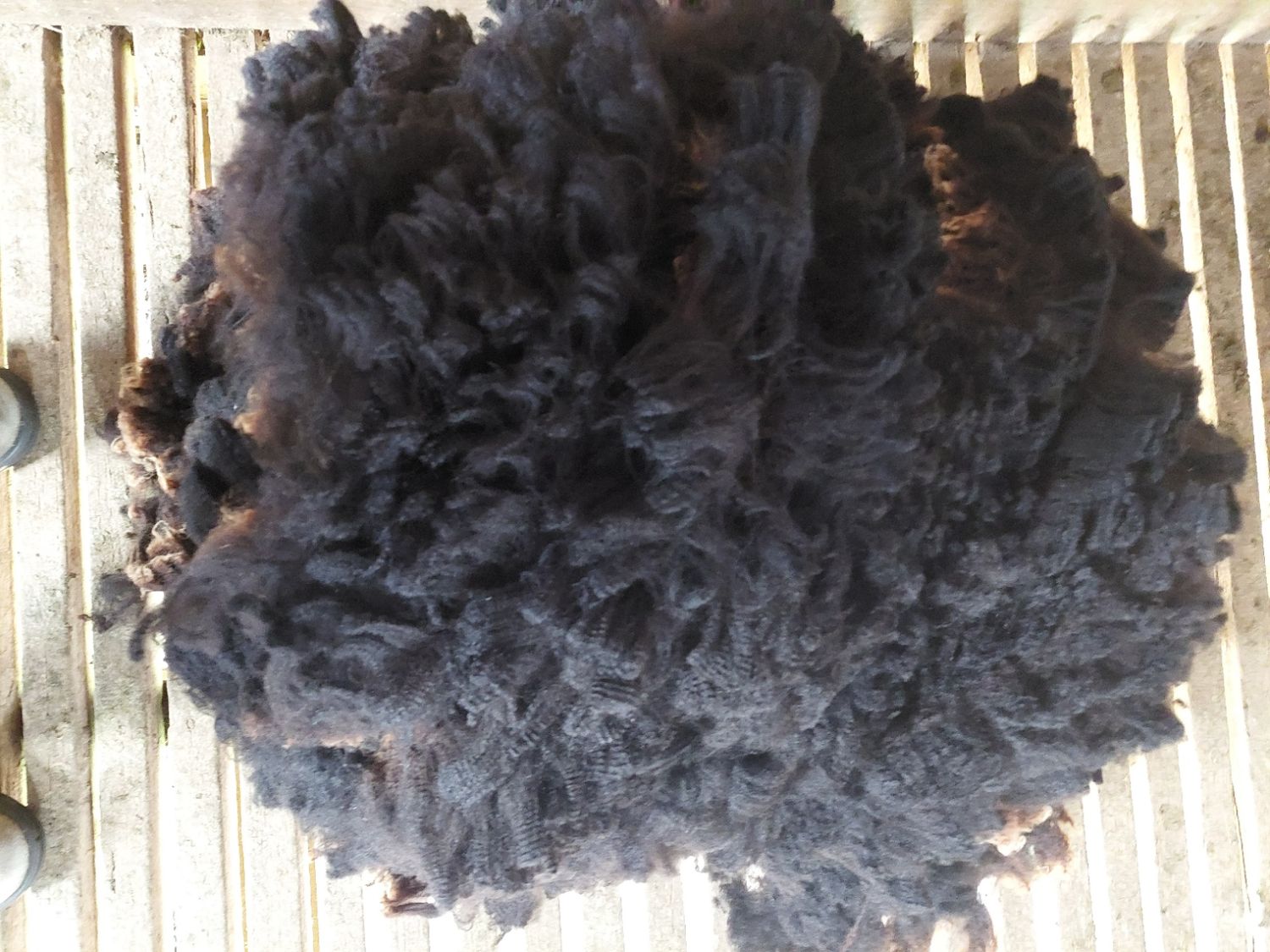 3/4 Finn/Corriedale. Tag Blue 134.