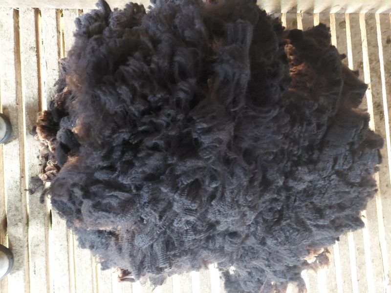 3/4 Finn/Corriedale. Tag Blue 134.