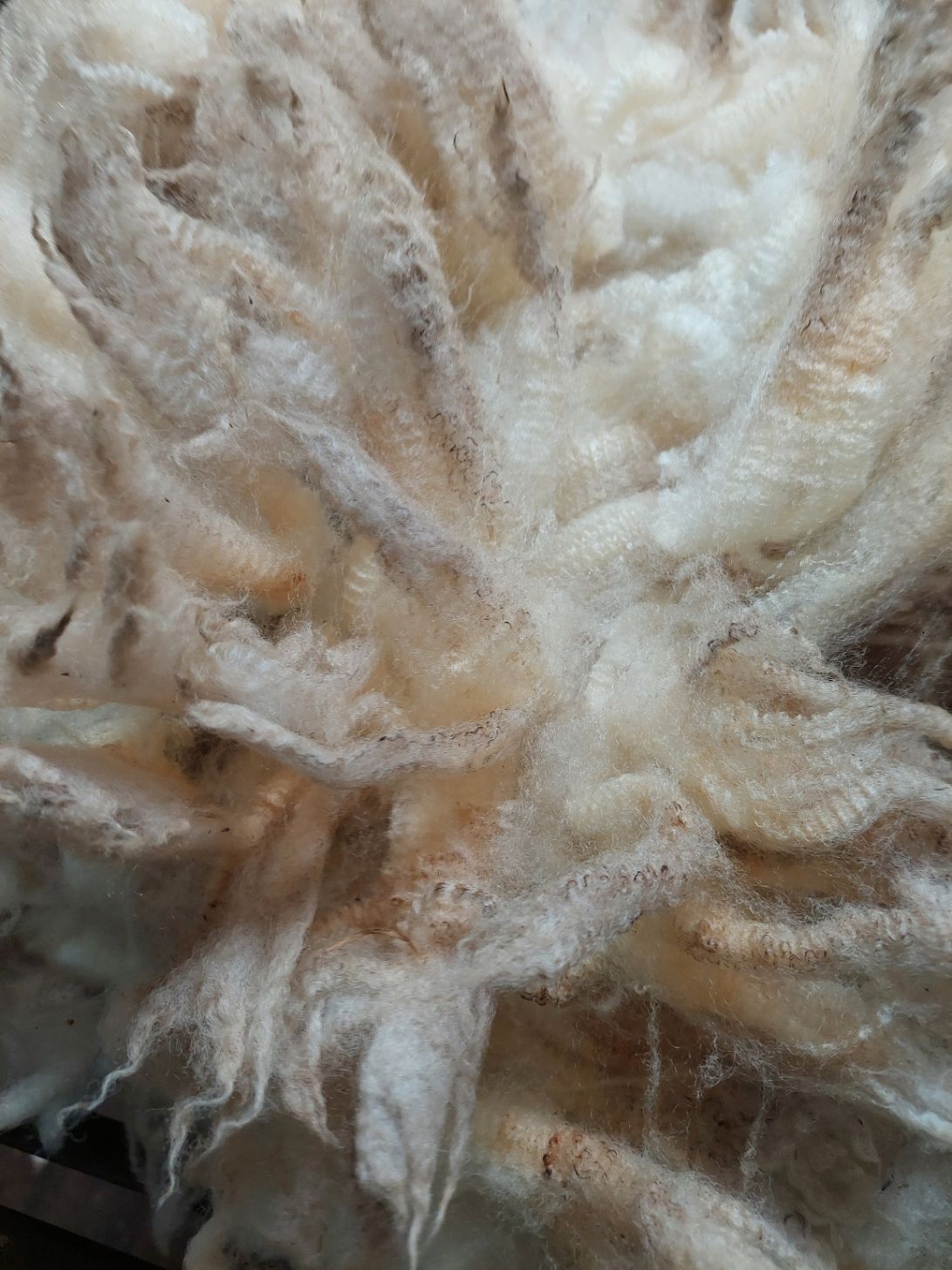 3/4 Finn/Merino. Tag Purple 9.