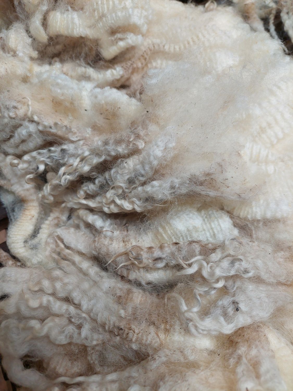 Pure Finn. Tag Purple 15.