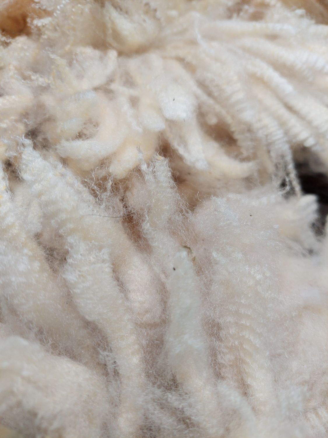 Pure Finn. Tag Red 3.