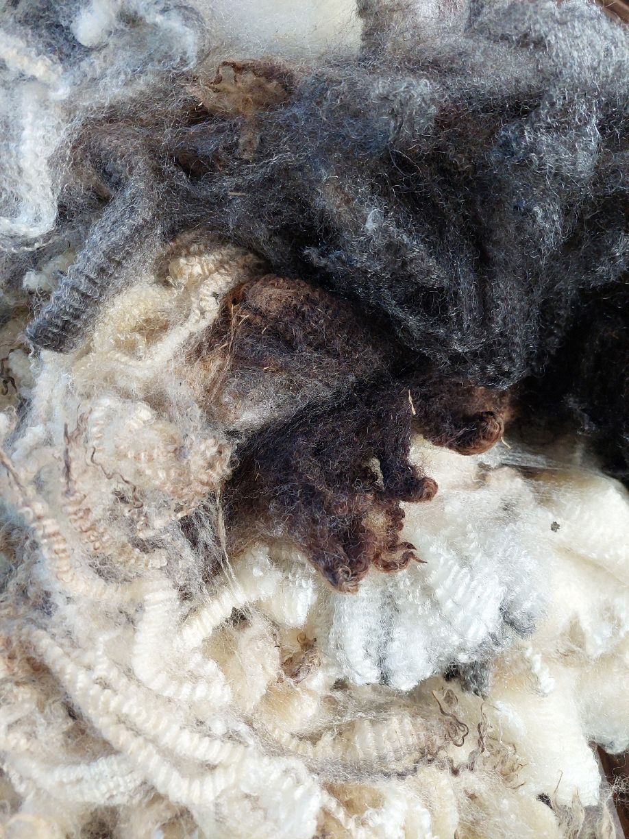 Finn/Corriedale. Tag Red 2.