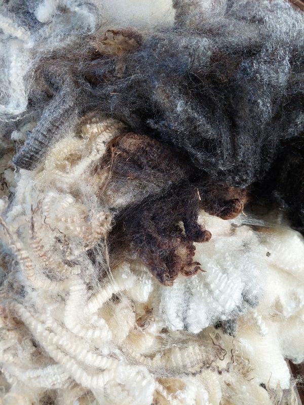 Finn/Corriedale. Tag Red 2.