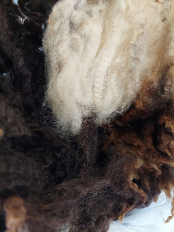 Pure Finn Lamb. Tag Blue 137