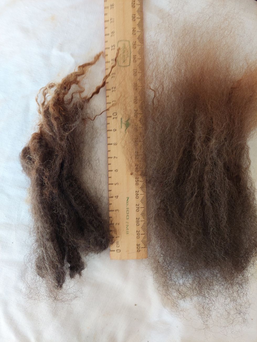 Pure Finn Lamb. Tag Blue 136