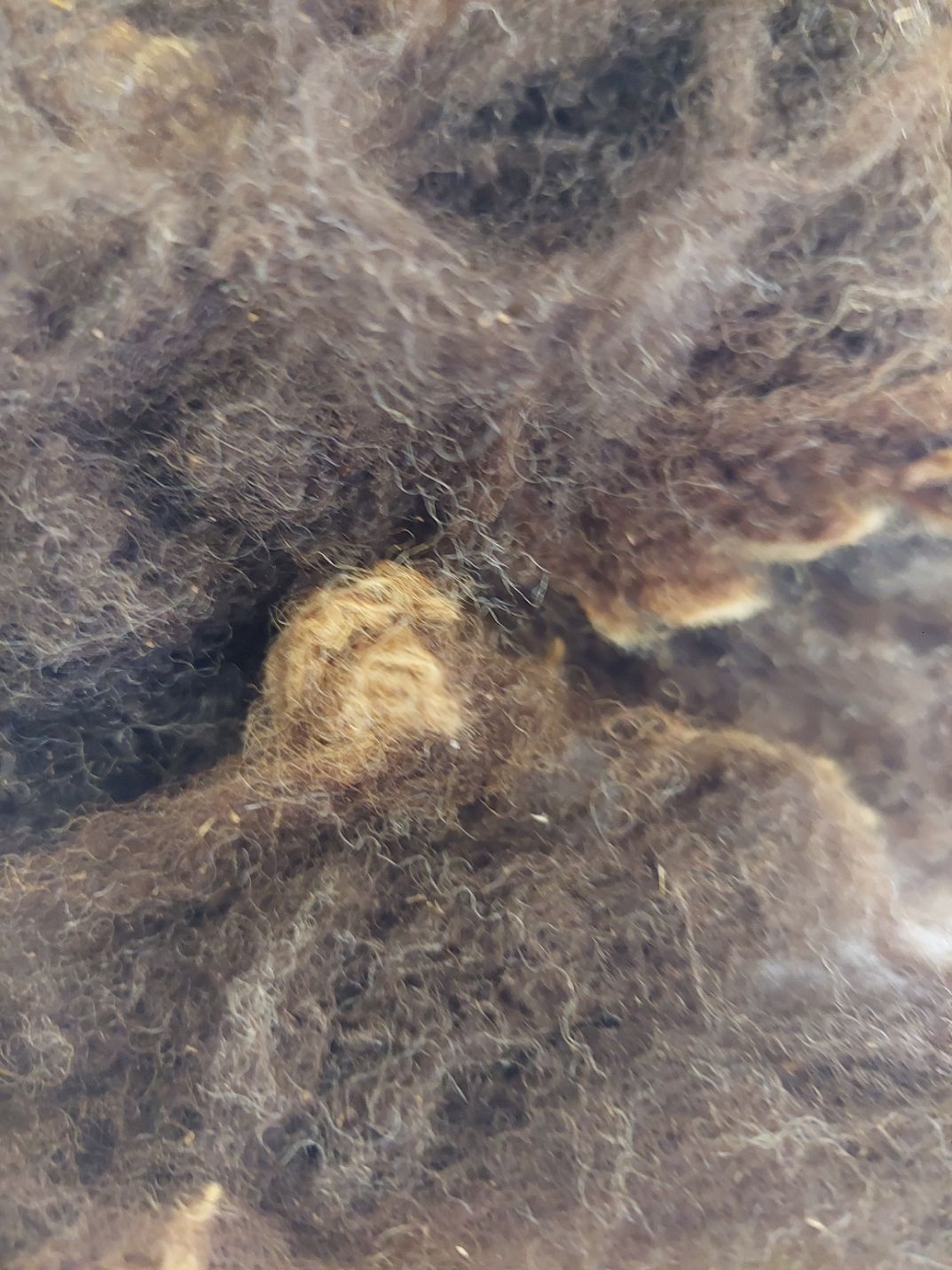 Pure Finn. Tag Purple 18.