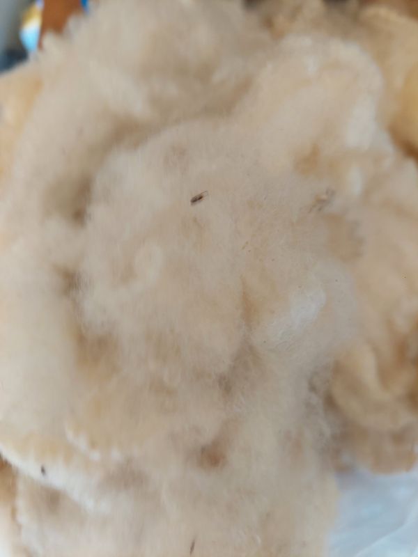 Pure Finn. Tag Red 18.