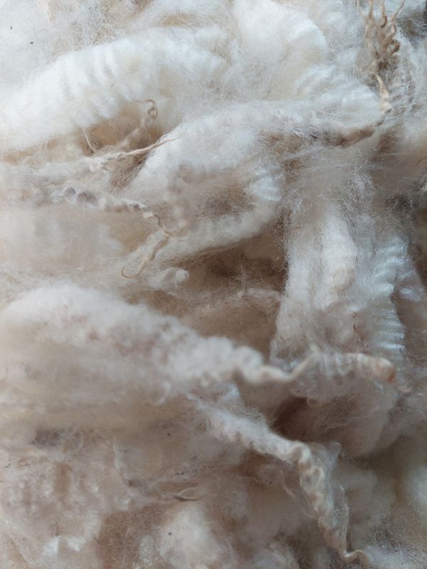 Pure Finn. Tag Blue 117