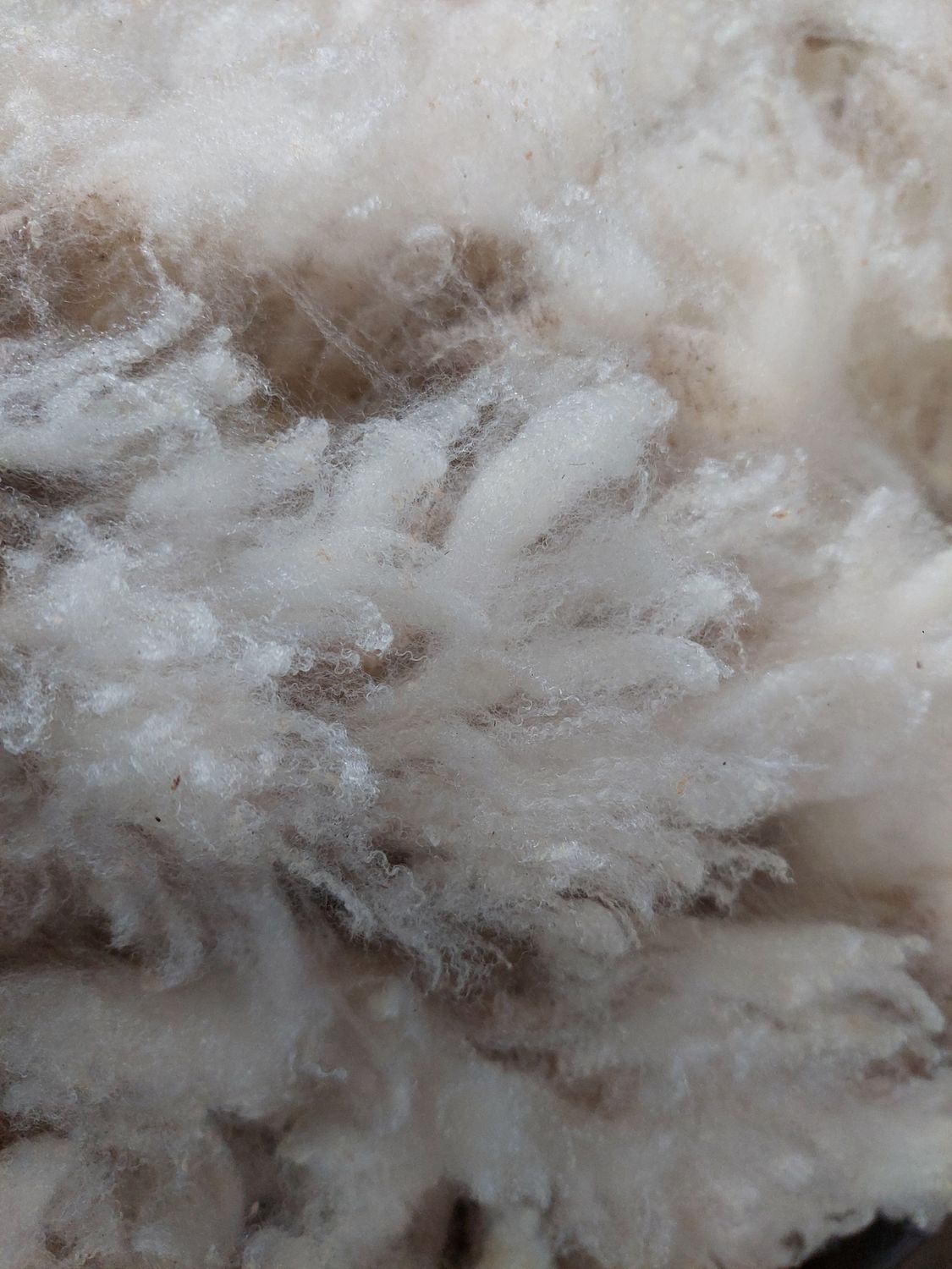 Pure Finn. Tag White 17