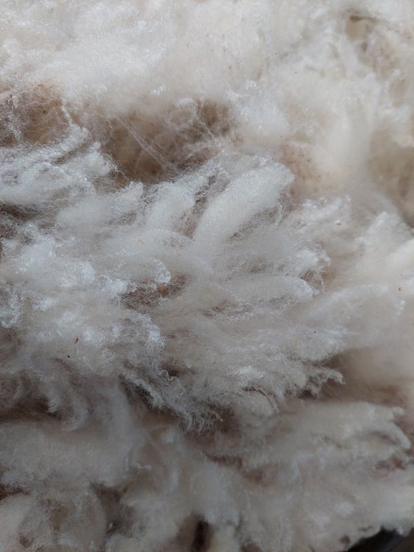 Pure Finn. Tag White 17