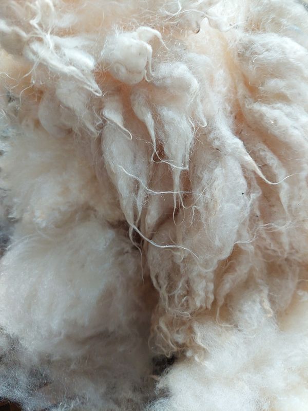 Pure Finn. Tag Blue 108