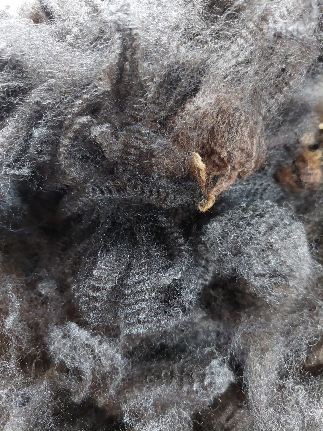 Finn/Corriedale. Tag Red 36