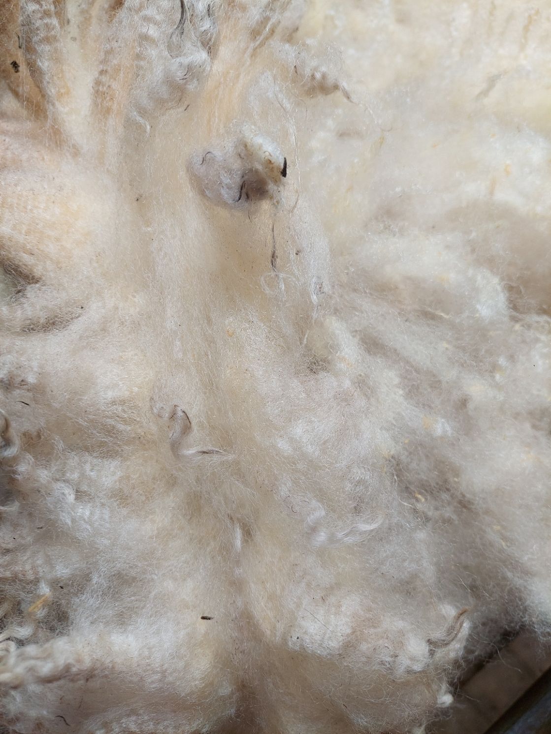 Pure Finn. Tag Yellow 48