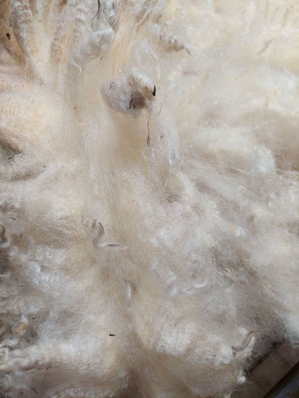 Pure Finn. Tag Yellow 48