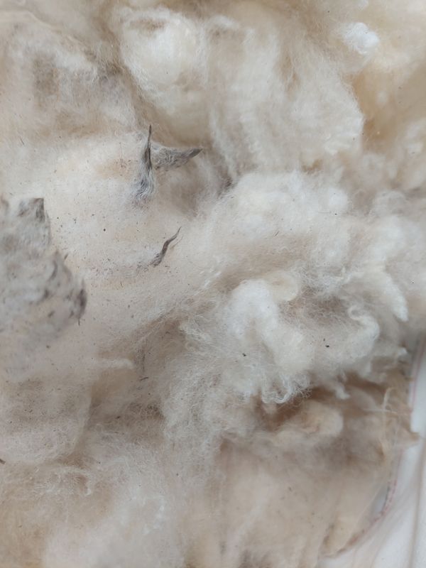 P:ure Finn. Tag Yellow 49.