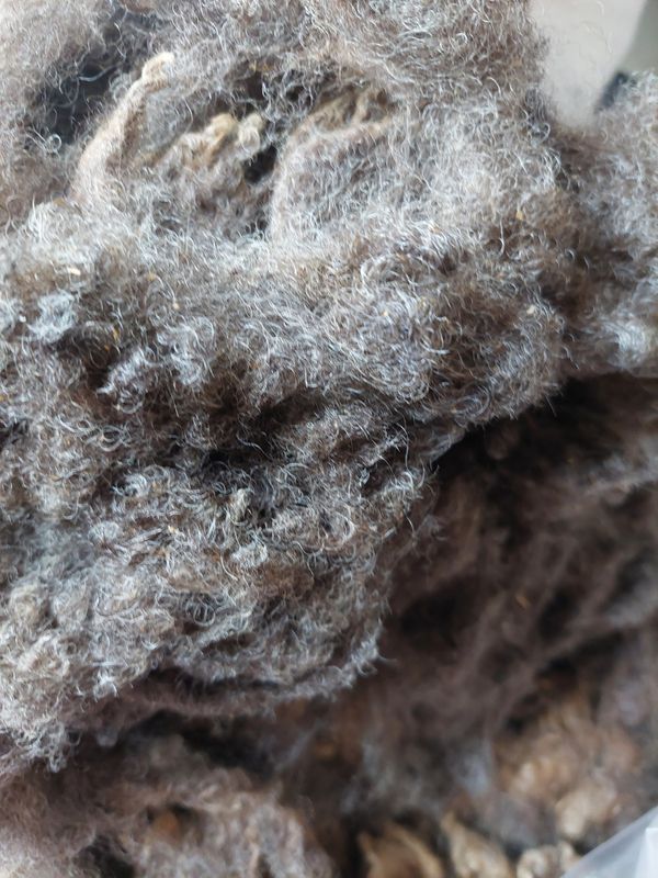 3/4 Finn/Corriedale. Tag White 14.