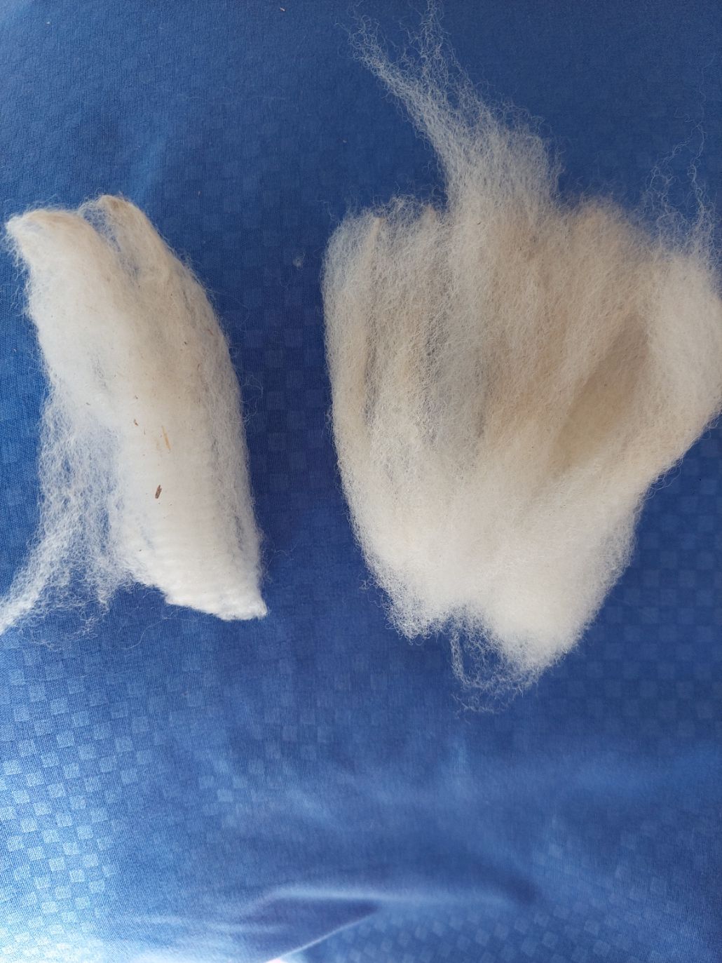 3/4 Finn/Merino. Tag Orange 11. Cyril