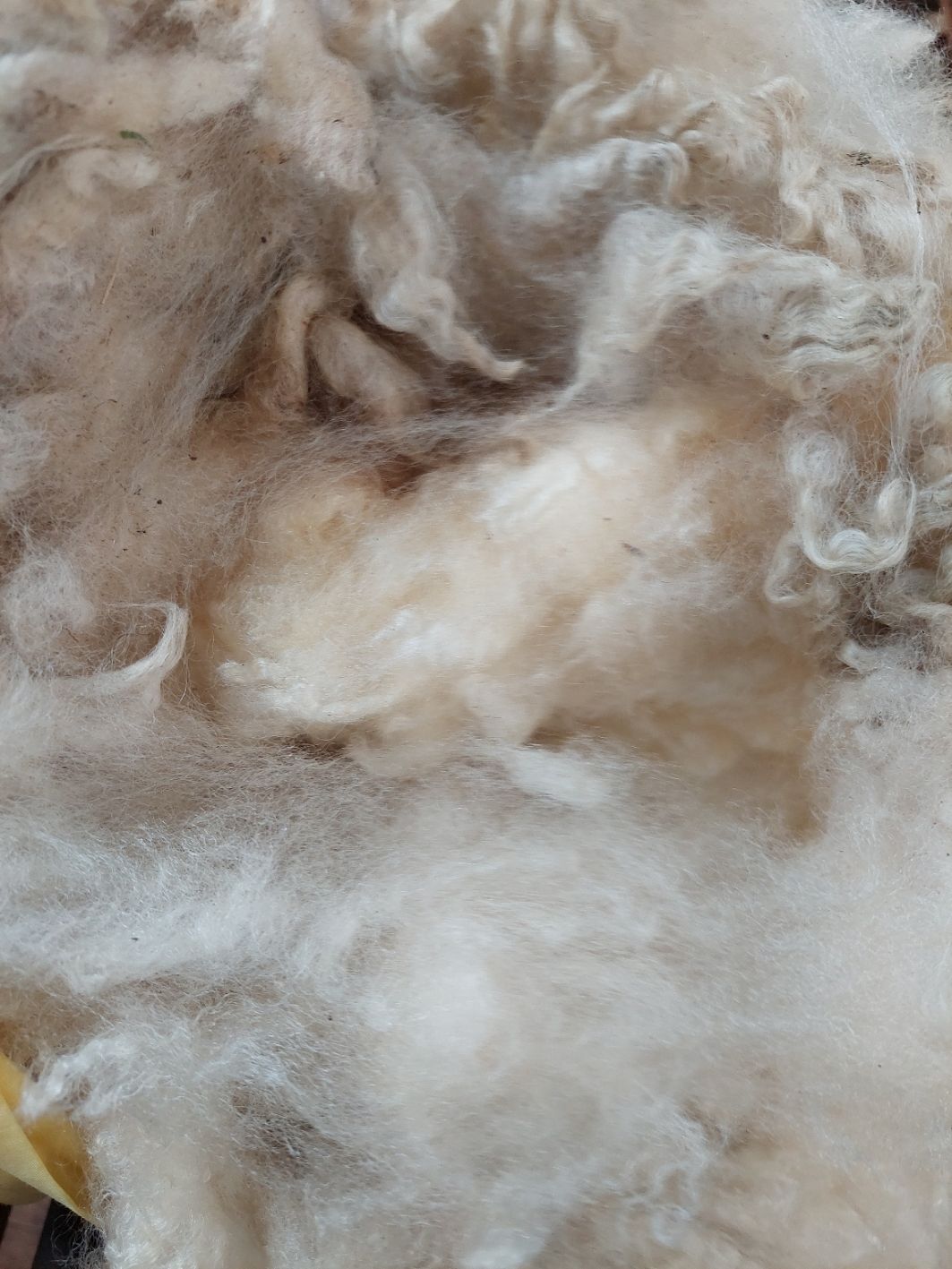 Pure Finn. Tag Purple 15.