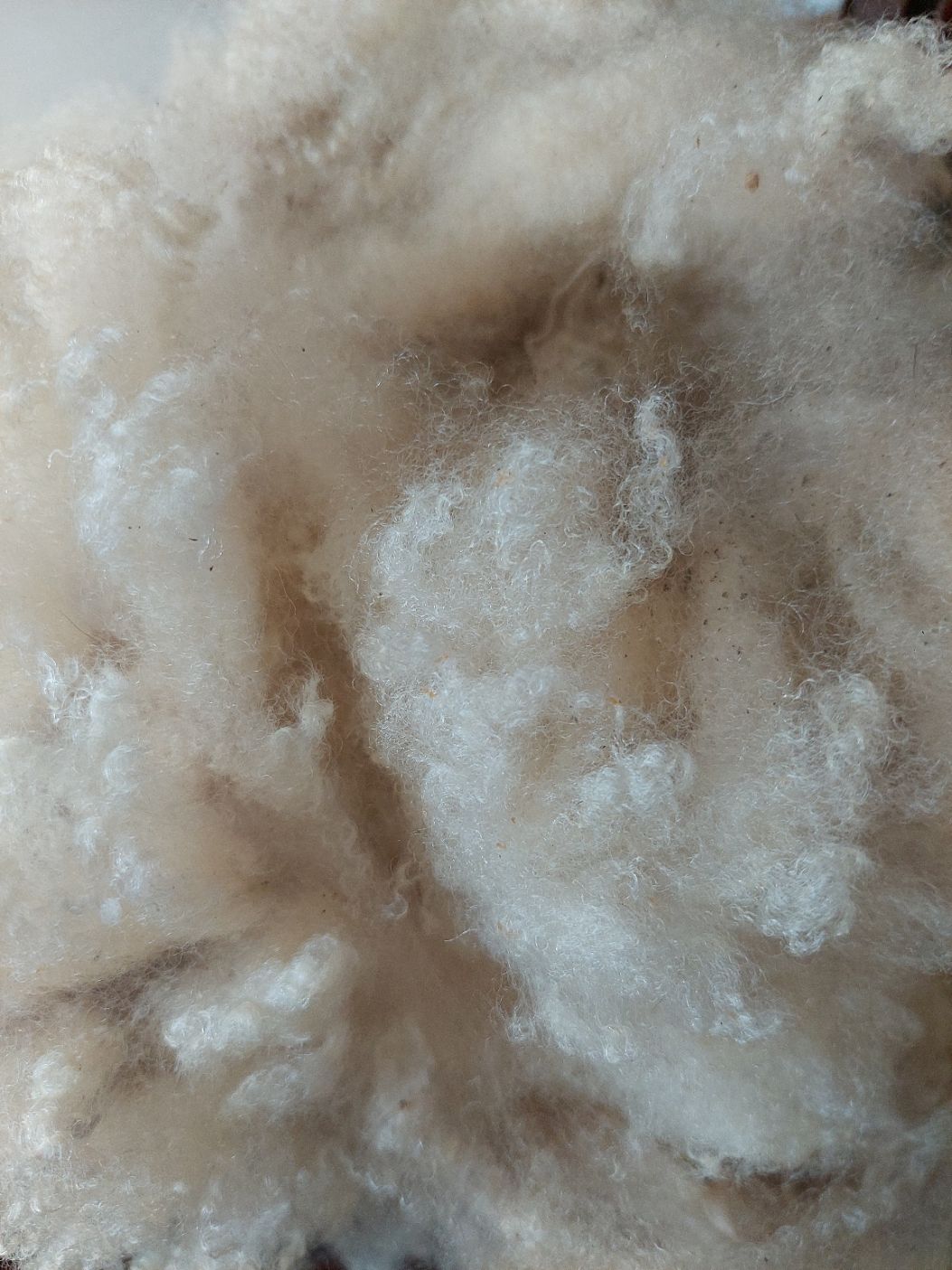 Pute Finn. Tag Blue 123.