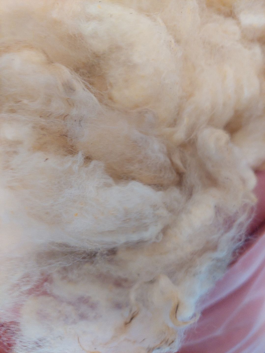 Pure Finn. Tag Blue 102