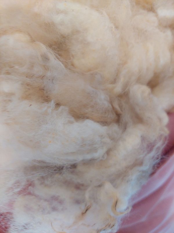 Pure Finn. Tag Blue 102