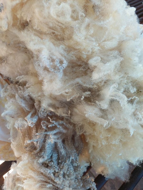 Pur Finn. Tag Purple 2. Princess.