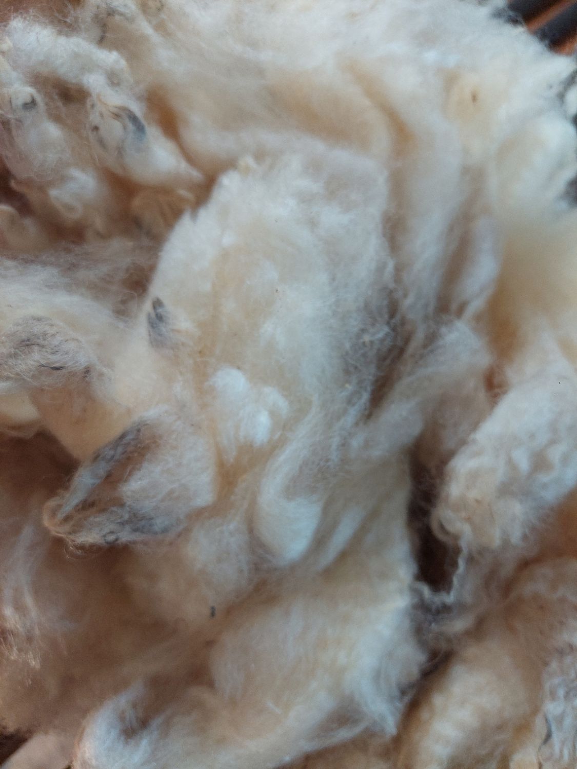 Pure Finn. Tag Green 46.