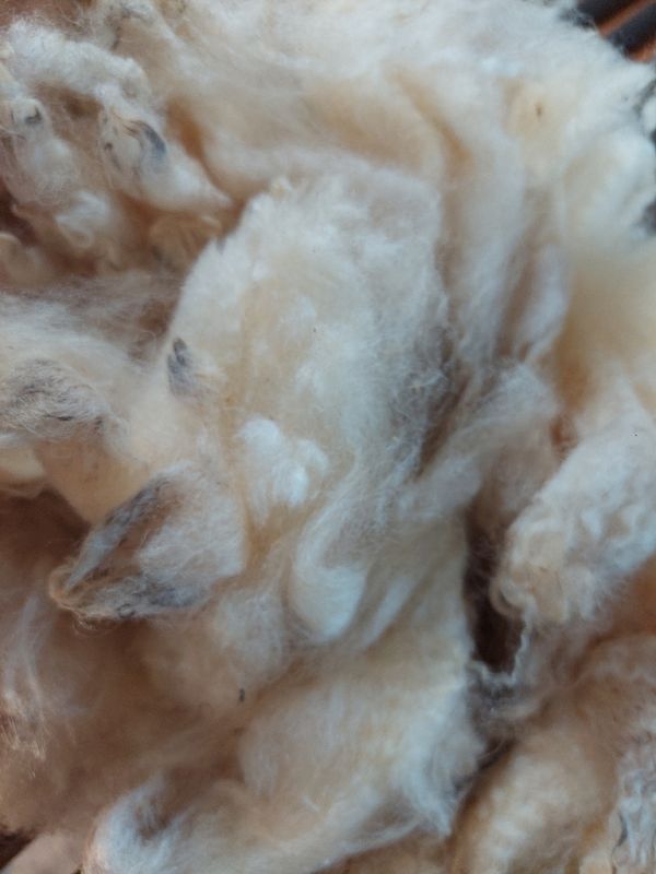 Pure Finn. Tag Green 46.