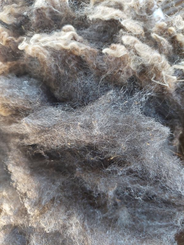 3/4 Finn/Corriedale. Tag Green 27.