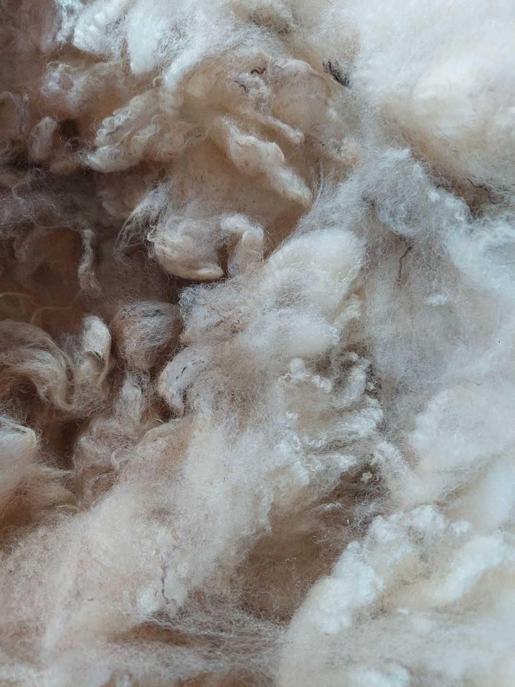 3/4 Finn/Corriedale. Tag White 12.