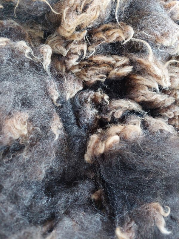 Finn/Corriedale. Tag White 85.