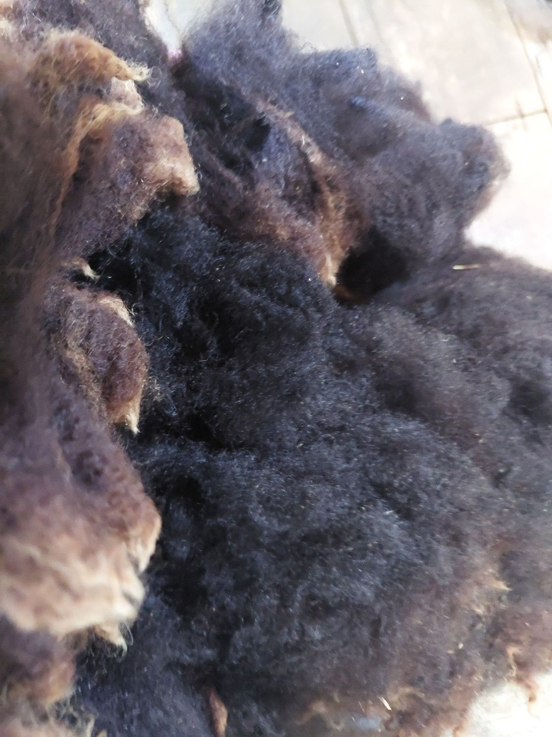 3/4 Finn/Corriedale. Tag Blue 134.