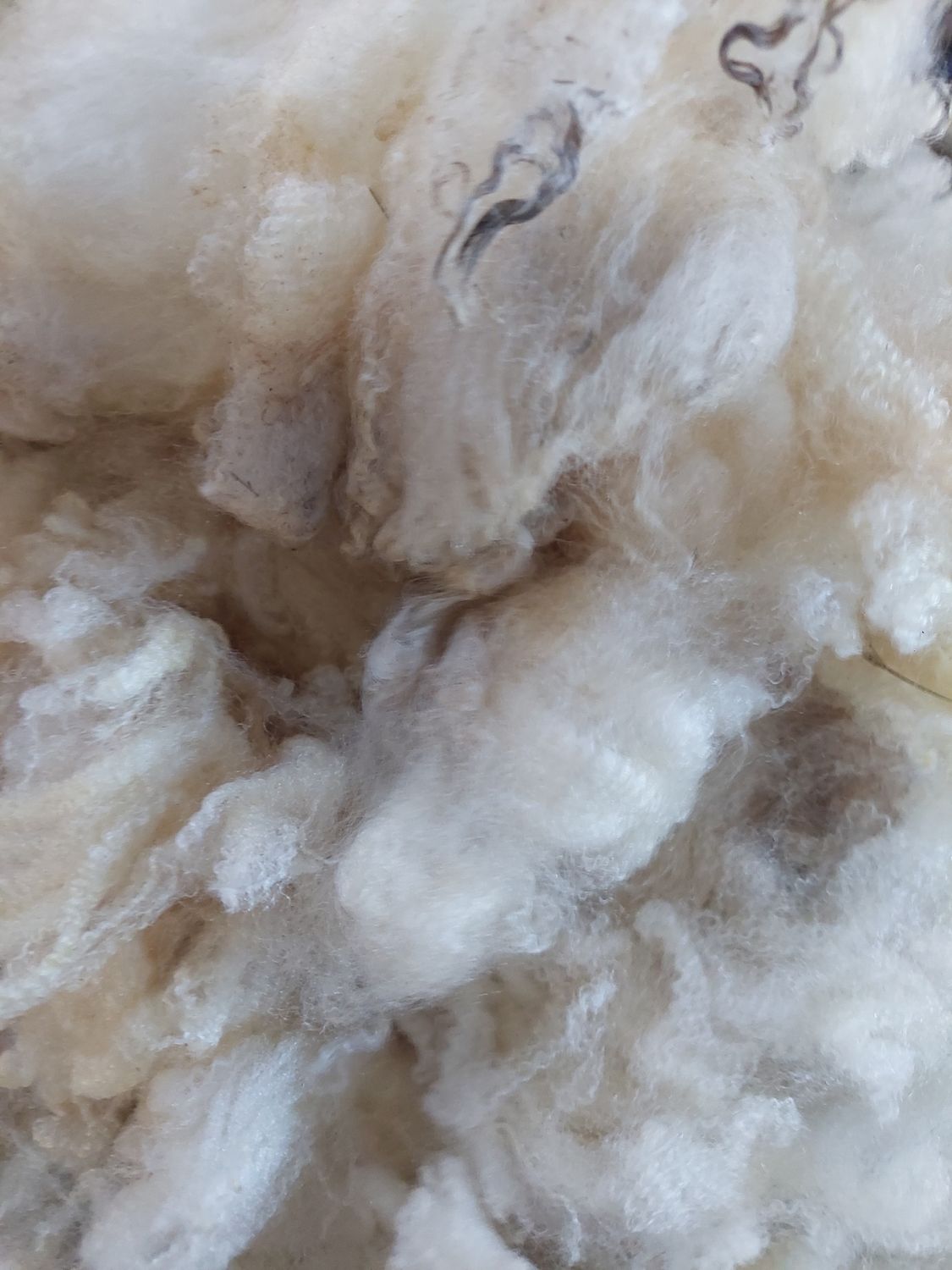 Pure Finn. Tag Purple 38.