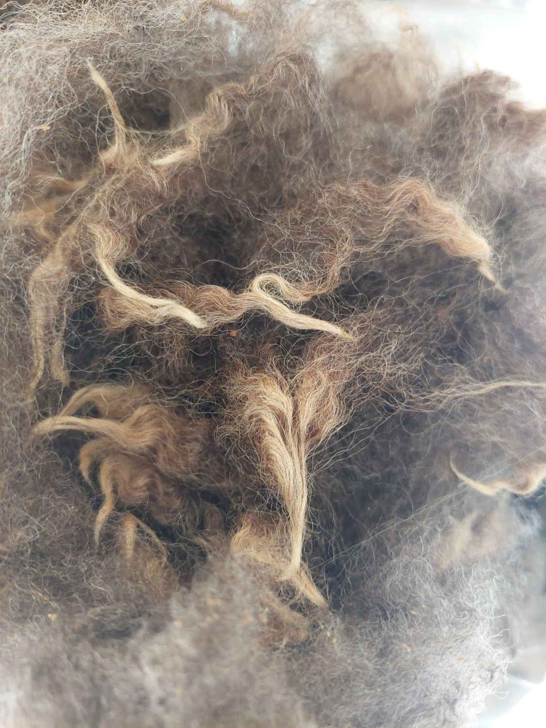 7/8/Finn/Corriedale. Tag Green 67.