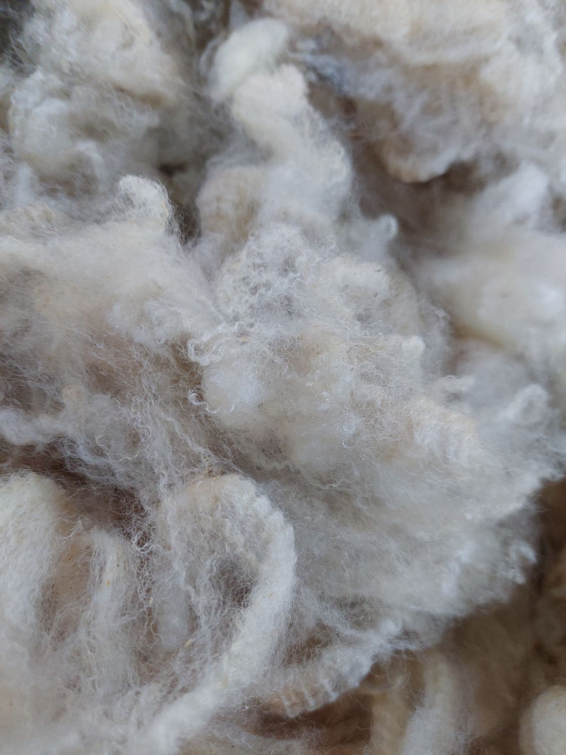 Pure Finn. Tag Purple 26.