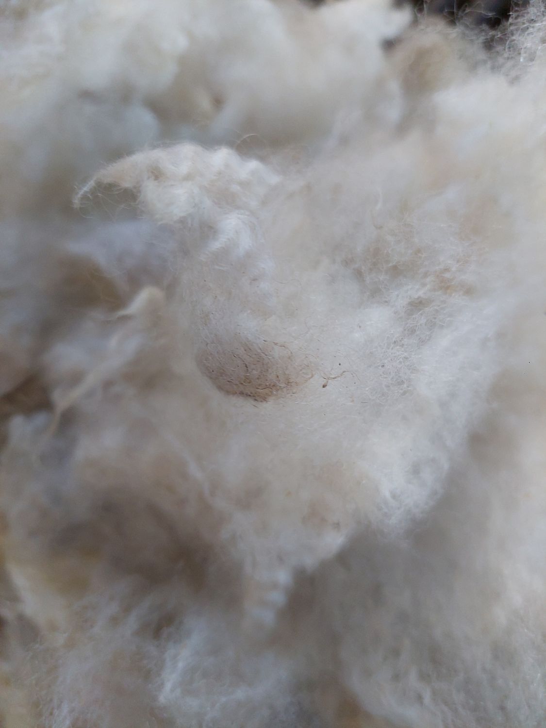 7/8 Finn/Merino. Tag Orange 9.