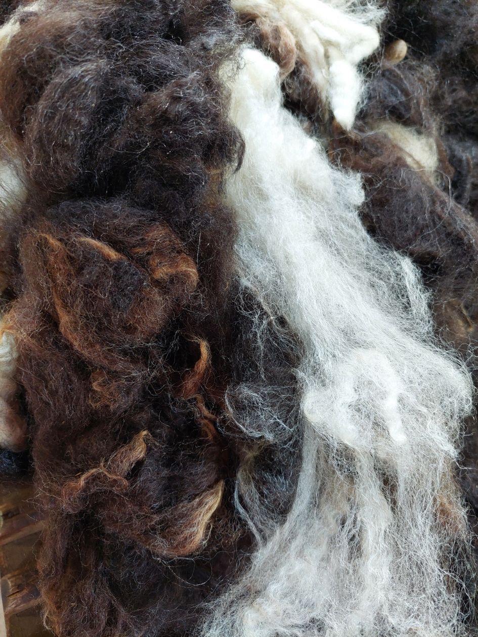 Finn/Corriedale. Tag Red 24.