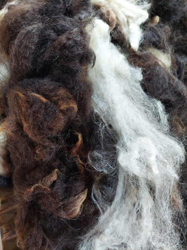 Finn/Corriedale. Tag Red 24.